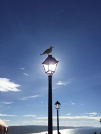 Low angle view of bird perching on illuminated street light