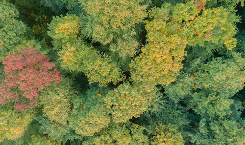Directly above view of trees on field