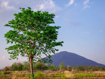 Tree on field against sky