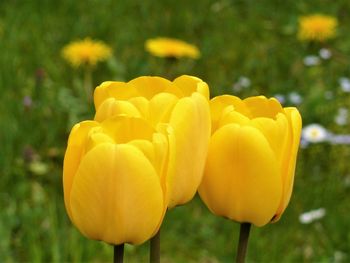 Close-up of yellow flowers blooming outdoors