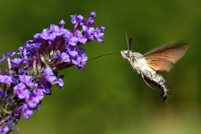 Hummingbird hawk-moth hovering above the flower, brijuni national park
