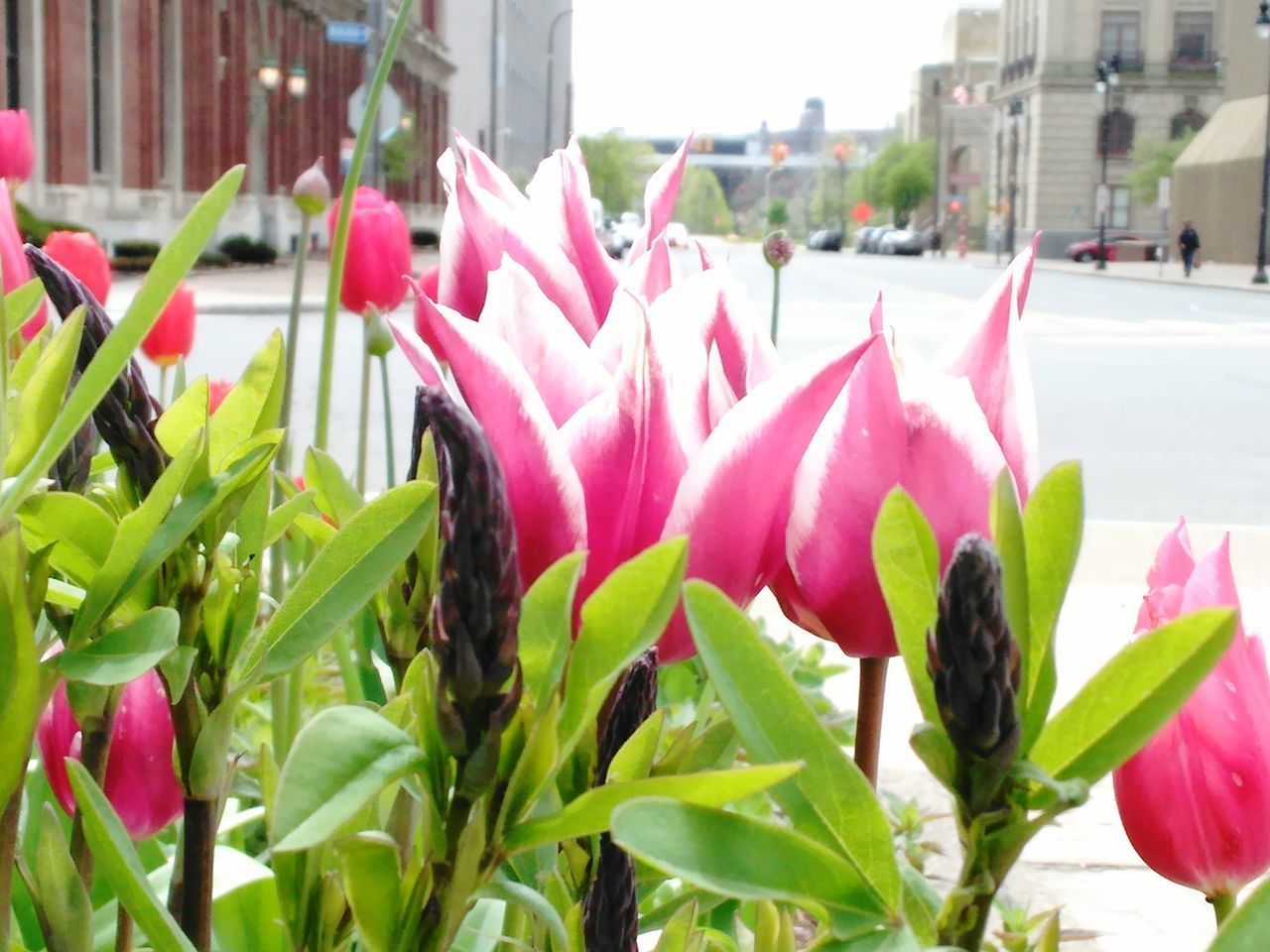 CLOSE-UP OF PINK FLOWERS BLOOMING IN PARK