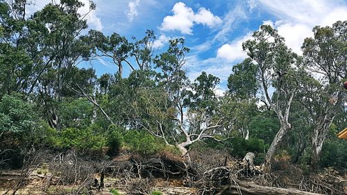 Trees in forest against sky