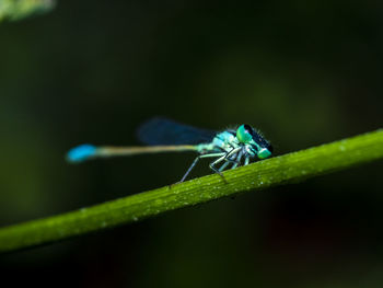 Close-up of damselfly on leaf