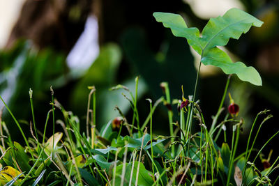 Close-up of fresh green plant in field