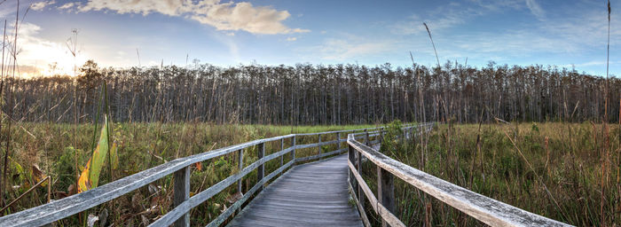 Sunset golden sky over the bare trees and boardwalk at corkscrew sanctuary swamp in naples, florida