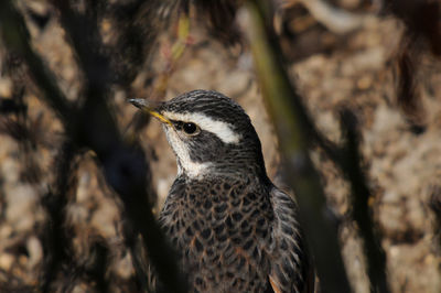 Close-up of bird perching on tree