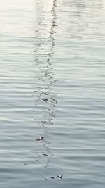 Close-up of duck swimming in water