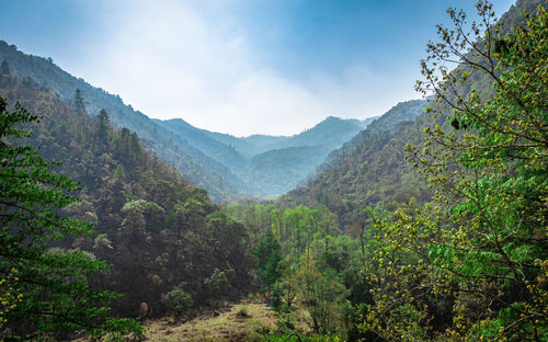 Mountain valley covered with dense forest and blue sky at morning from flat angle