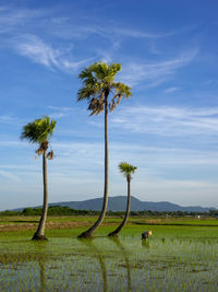 Coconut palm trees on field against sky