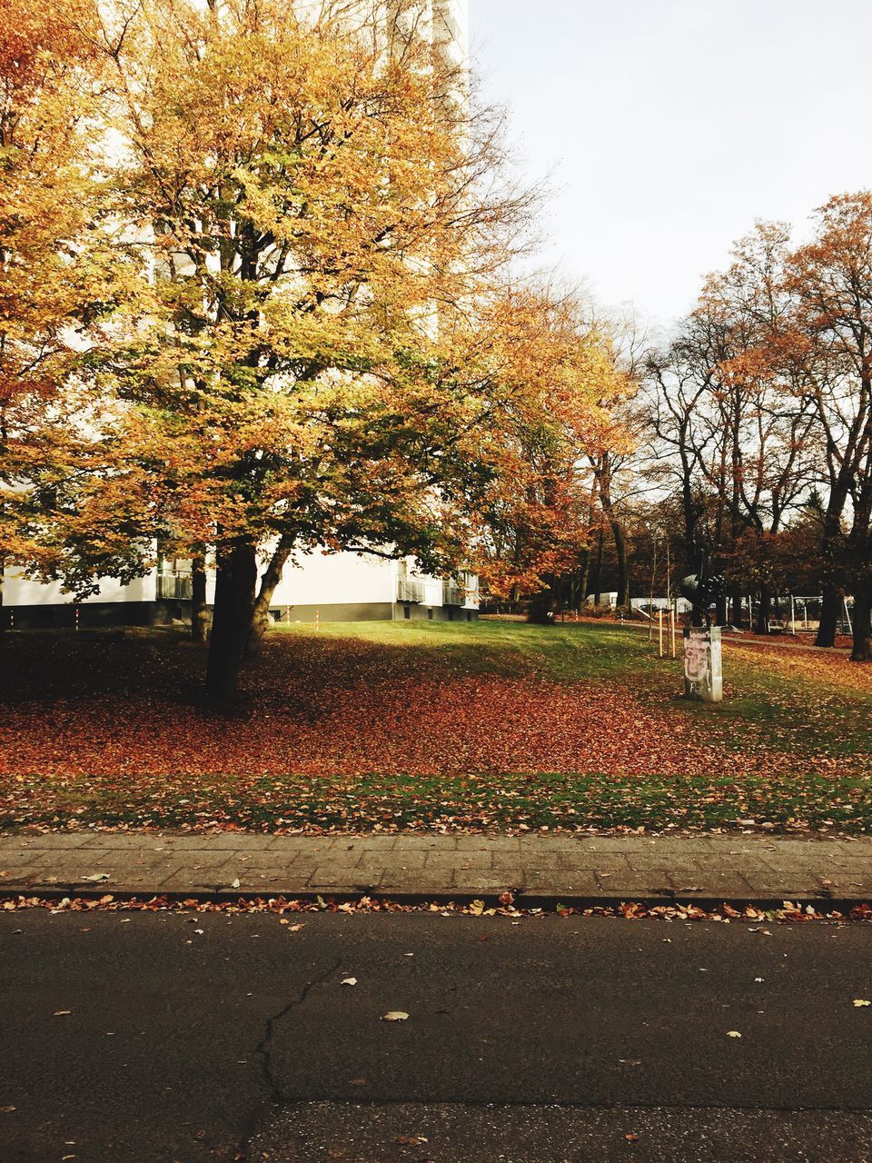 tree, no people, outdoors, nature, sky, autumn, day, water, beauty in nature