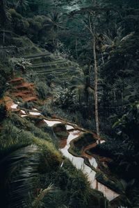 High angle view of trees growing in forest