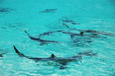 View of fishes swimming in sea