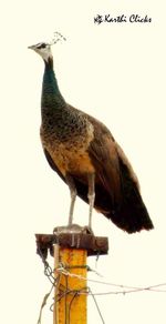 Close-up of bird perching