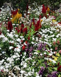 Red flowers blooming outdoors