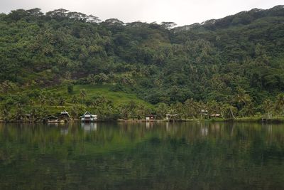 Scenic view of lake by trees in forest