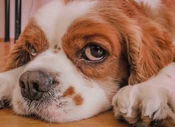 Close-up portrait of a dog