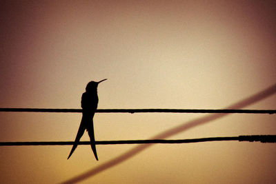 Silhouette of man against sky during sunset