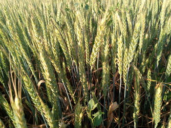 Close-up of stalks in field