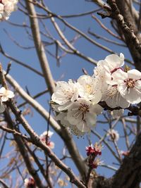 Low angle view of cherry blossoms in spring