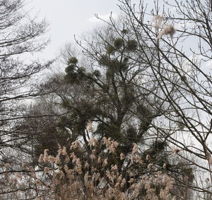 Low angle view of bare trees against sky during winter