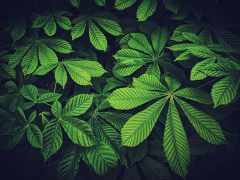 High angle view of leaves on plant at night