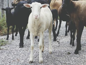 Sheeps walking towards me on pathway