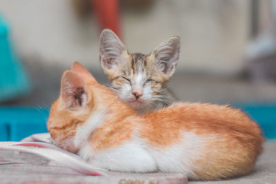 Close-up of cat resting