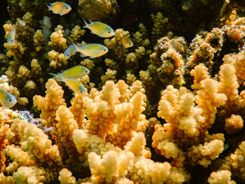 Full frame shot of plants