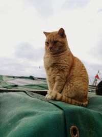 Close-up of cat sitting on car against sky