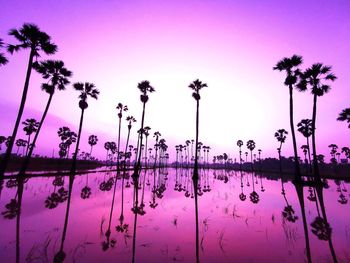 Silhouette plants by lake against sky at dusk