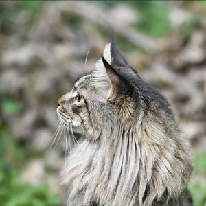 Close-up of a cat looking away