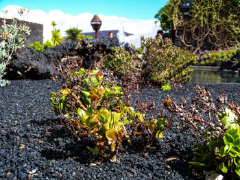 Close-up of plants by water