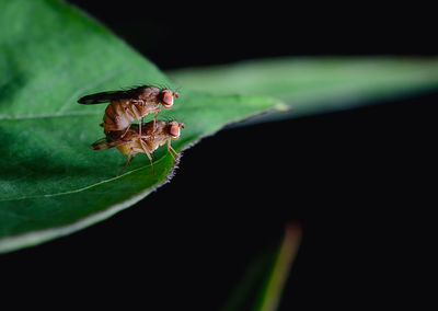 Close-up of insect on plant