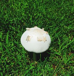 High angle view of mushroom growing on field