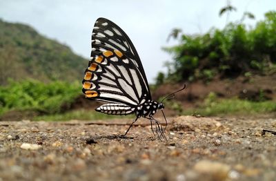 Close-up of butterfly on land