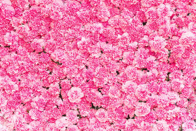 Beautiful pink carnation flower,pink flower background of carnation flower