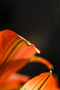 Close-up of orange day lily blooming against black background