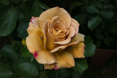 Macro of rare and precious gold rose in the garden