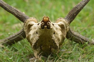 Close-up of animal skull on grassy field