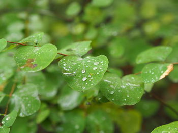 Close-up of raindrops on leaves