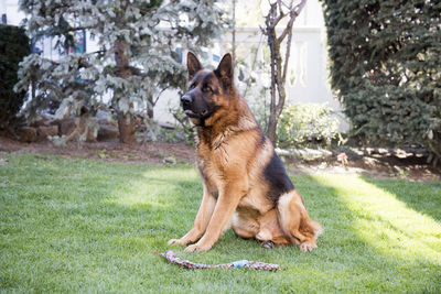 View of a dog looking away