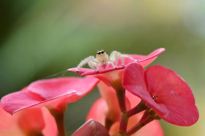 Close-up of insect on pink flower