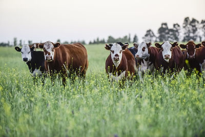 Cows on field