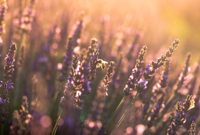 Close-up of bee on lavender plants
