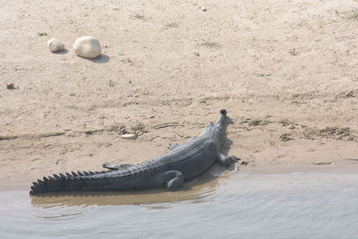 High angle view of tortoise on beach