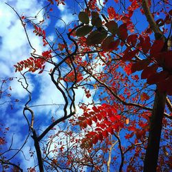 Low angle view of tree against sky