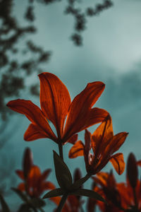 Close-up of flowers blooming against sky