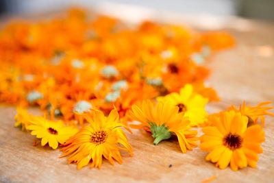 Close-up of yellow flower