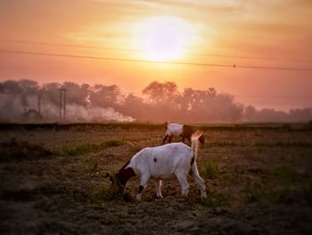 Horse on field against sky during sunset